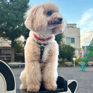 アクティブハーネス(マルチカラー)